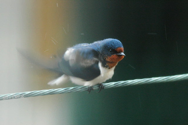 A barn swallow (家燕)
