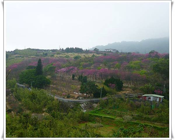 20130122 陽明山菁平街賞櫻01