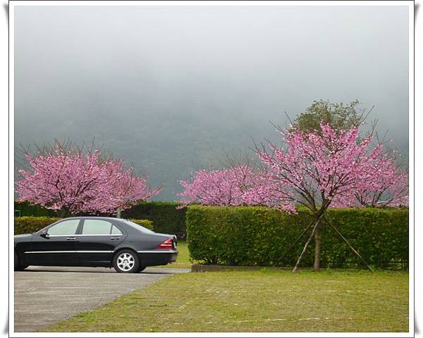 20130122 陽明山菁平街賞櫻05