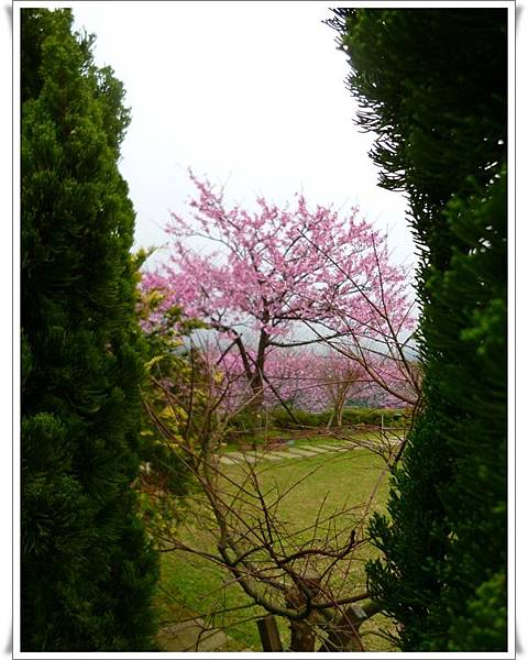 20130122 陽明山菁平街賞櫻08