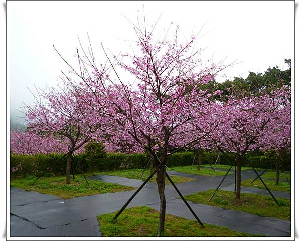 20130122 陽明山菁平街賞櫻11