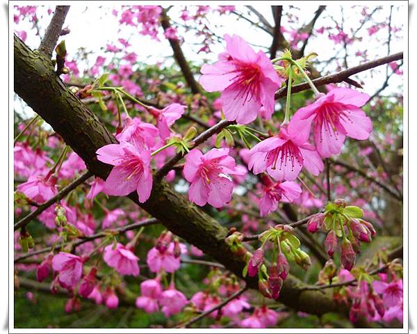 20130122 陽明山菁平街賞櫻12