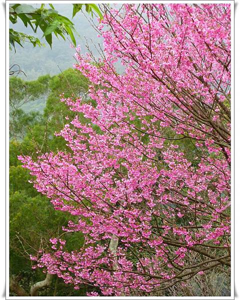 20130122 陽明山菁平街賞櫻14