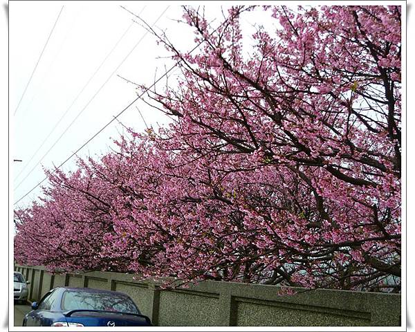 20130122 陽明山菁平街賞櫻23