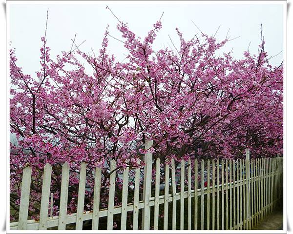 20130122 陽明山菁平街賞櫻25