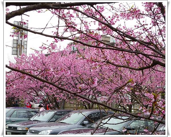 20130122 陽明山菁平街賞櫻28