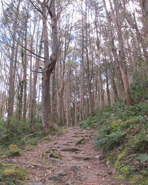 20131208 大雪山森林遊樂區 006.jpg