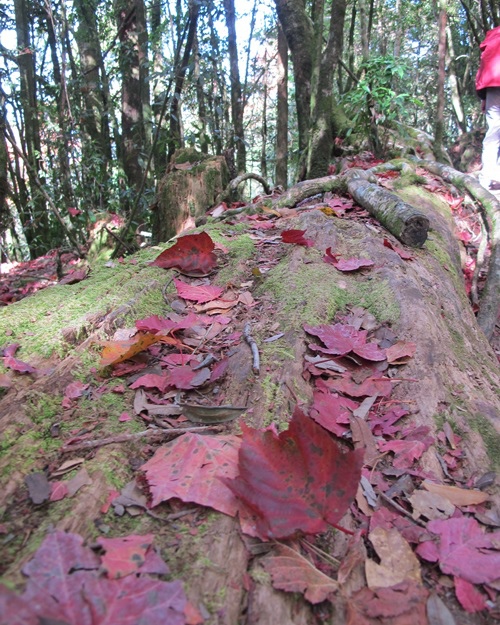 20131208 大雪山森林遊樂區 033.jpg