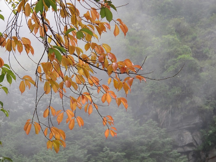 20140726-0727 望鄉-塔塔加-東埔山 122.jpg