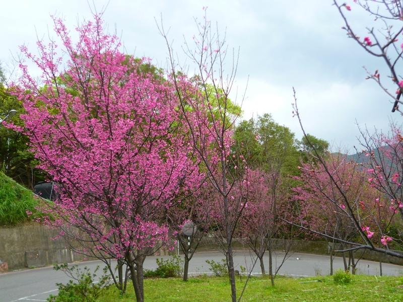 20130204壽山櫻花園P1110081-00.JPG