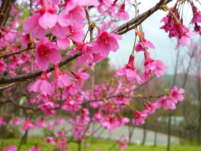 20130204壽山櫻花園P1110083-01.JPG