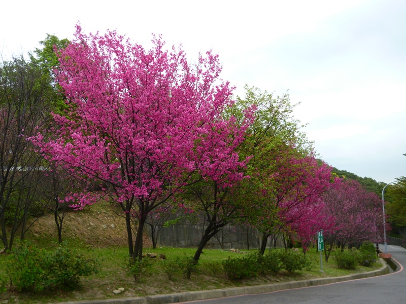 20130204壽山櫻花園P1110085-1-02.JPG