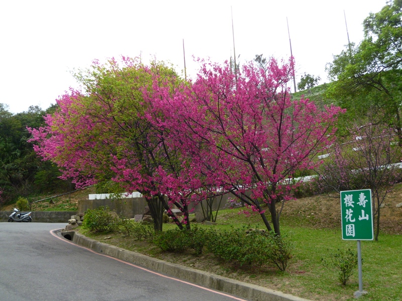 20130204壽山櫻花園P1110085-2-03.JPG