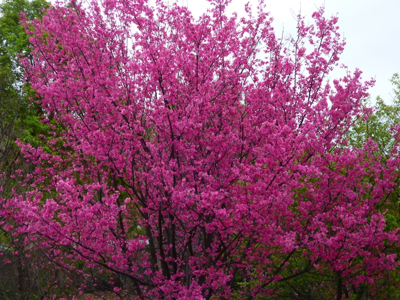 20130204壽山櫻花園P1110086-05.JPG