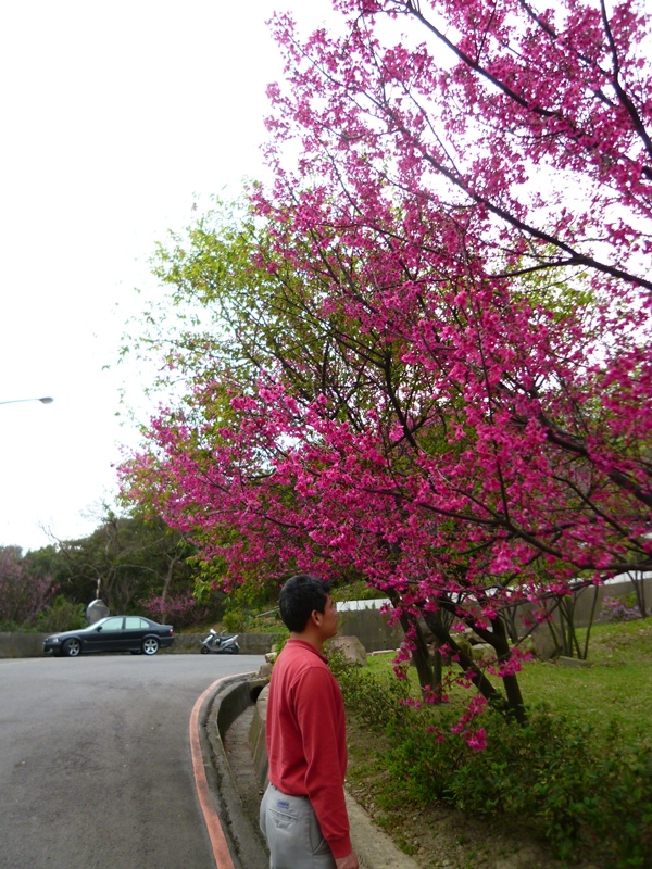 20130204壽山櫻花園P1110091-09.JPG