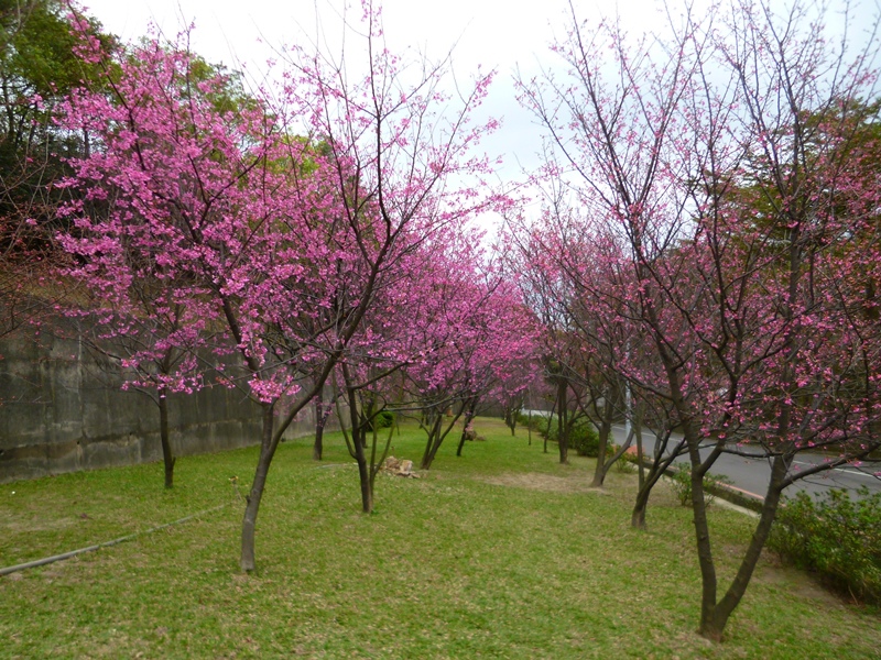 20130204壽山櫻花園P1110092-10.JPG