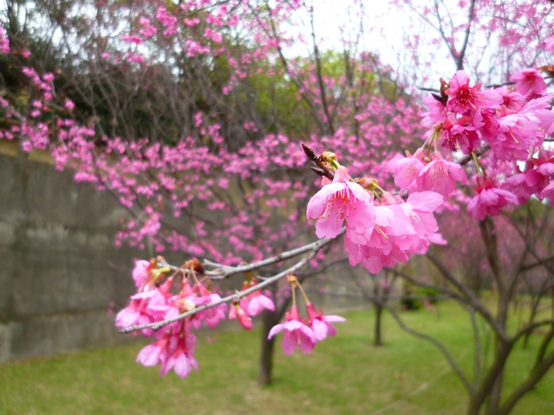 20130204壽山櫻花園P1110095-11.JPG