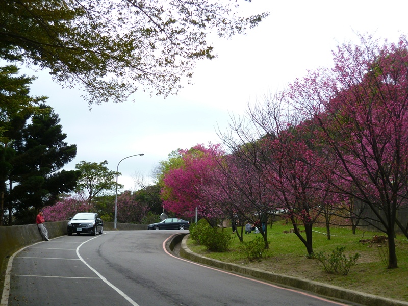 20130204壽山櫻花園P1110100-13.JPG