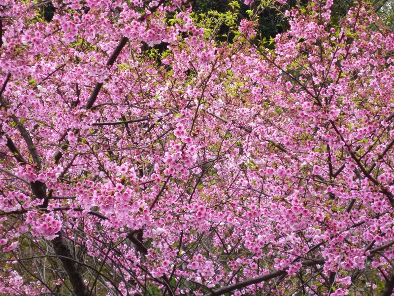 20130204壽山櫻花園P1110102-15.JPG