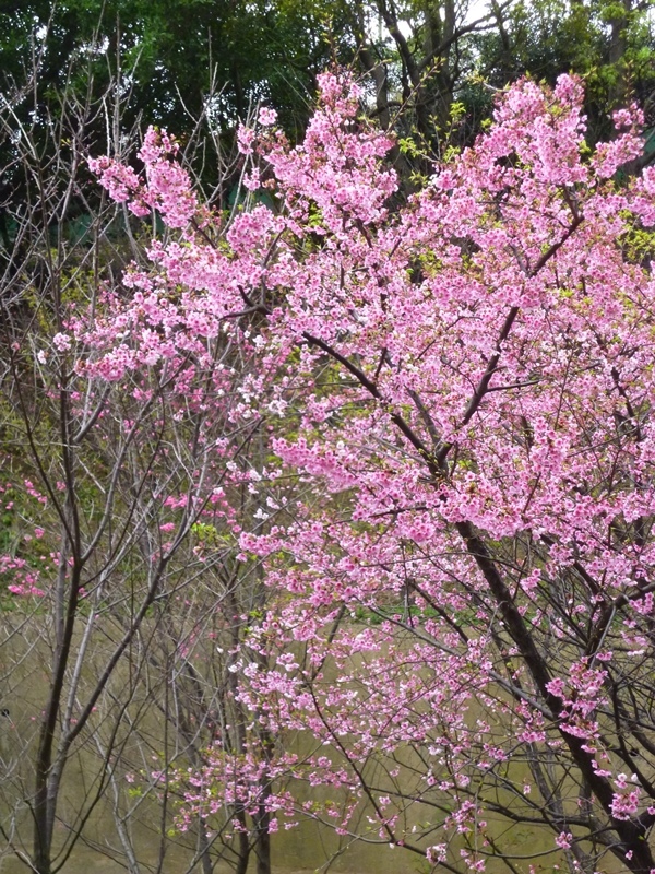 20130204壽山櫻花園P1110103-16.JPG