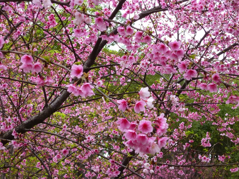 20130204壽山櫻花園P1110107-18.JPG