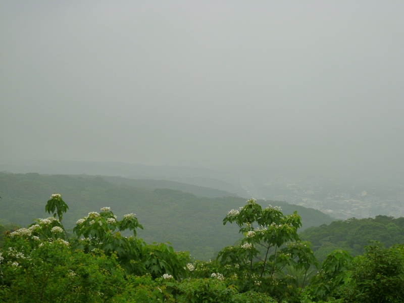 20140426 湖口仁和步道賞桐P1150792-08.JPG