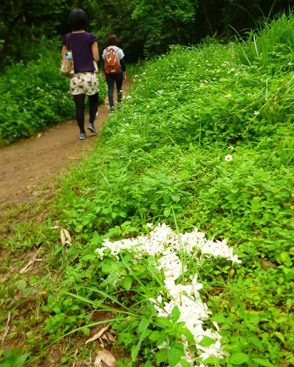 20140426 湖口仁和步道賞桐P1150956-92.JPG