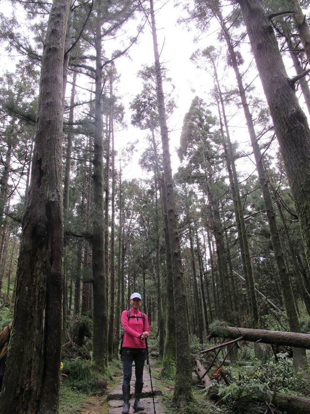 【陽明山】陽明山東段縱走 之 風櫃嘴、頂山、北五指山草原、石