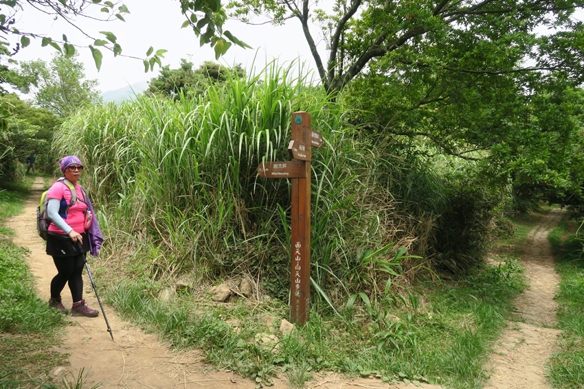 【新北】陽明山西段縱走-大屯主峰／南峰／西峰、向天山、面天山