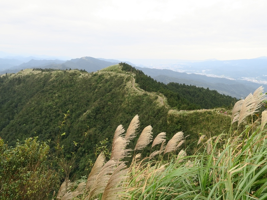 【新北】五分山步道 賞芒花