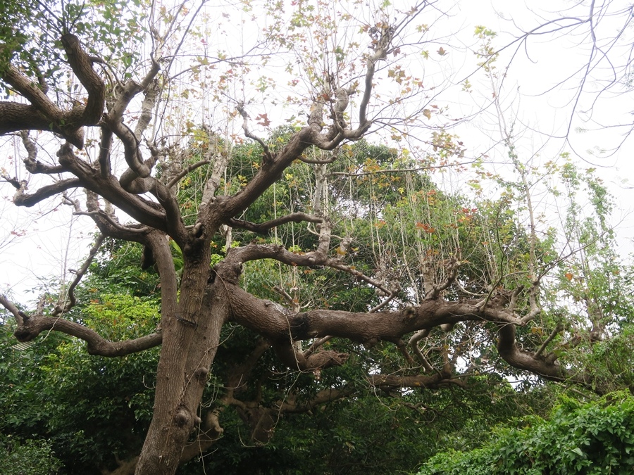 天母古道、紗帽山、草山行館、中山樓 (3).JPG