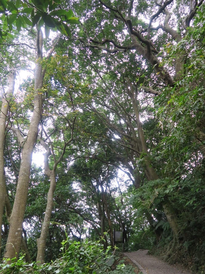 天母古道、紗帽山、草山行館、中山樓 (10).JPG