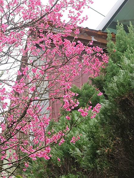 天母古道、紗帽山、草山行館、中山樓 (19).JPG