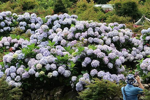 20220613-14 陽明山繡球花、福隆沙雕、望古瀑布、嶺腳瀑布 (16).JPG