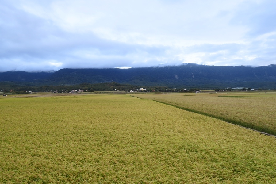 【花東】池上、穀稻秋聲－2022 富里山谷草地音樂節