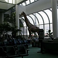 A giraffe in Miami airport!?