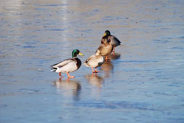 DSC_1582_01.JPG DSC_1582_01.JPG