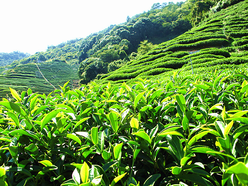 我們的茶園