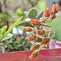 紅輝壽開花 (12).JPG