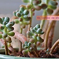 乙女心 (8).JPG