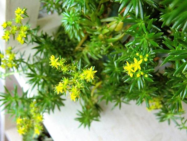 CIMG6468 (1280x966).jpg CIMG6468 (1280x966).jpg