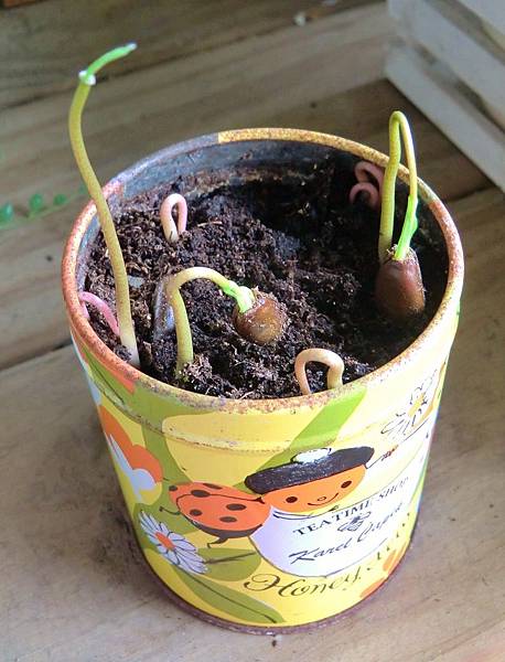 CIMG6356 (976x1280).jpg CIMG6356 (976x1280).jpg