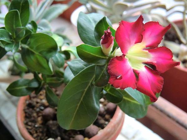 CIMG6546 (1280x960).jpg