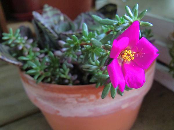 CIMG6474 (1280x960).jpg