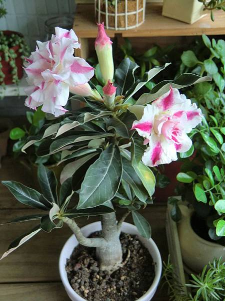 CIMG6636 (960x1280).jpg