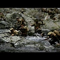 《賽德克‧巴萊》戲院預告(HD) - Seediq Bale - Theatrical Trailer - English Subtitled.mp4_000034375.jpg