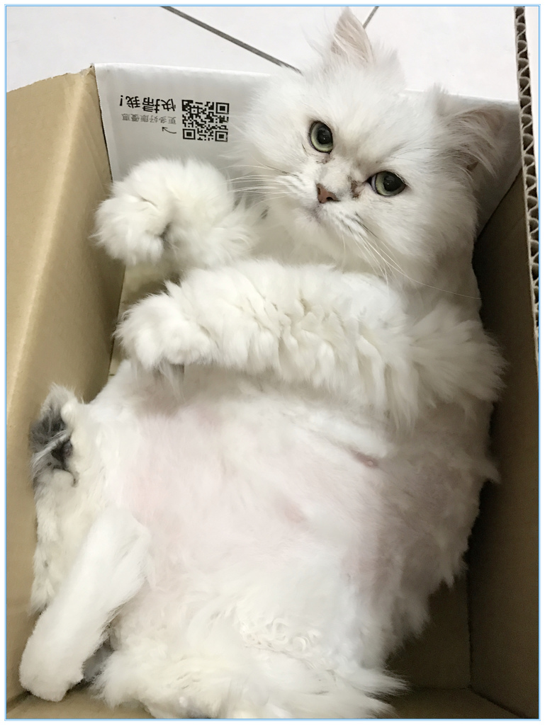 IMG_7322 試用
