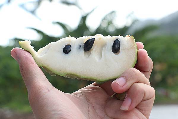 釋迦宅配日本