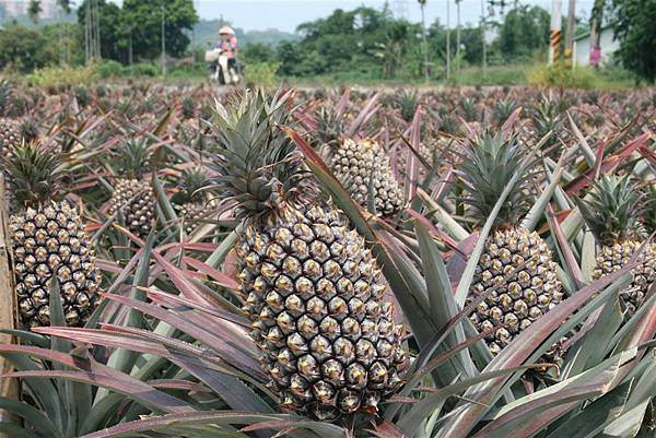 台灣水果宅配直送日本|芯安鮮果 台灣水果宅配直送日本|芯安鮮果