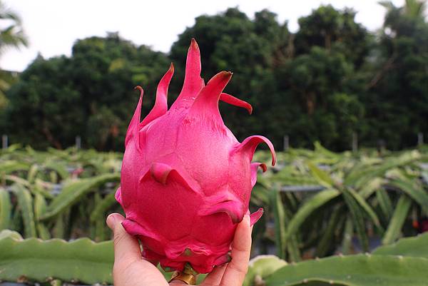 台灣水果甜度表-火龍果